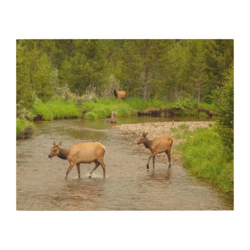 Elks Crossing the Colorado River Wood Wall Art
