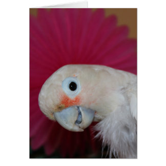 Ella pink note cards