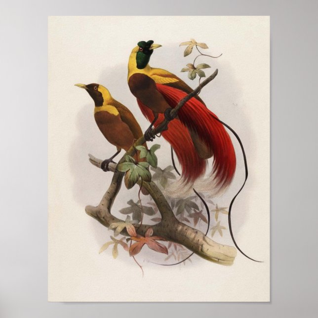 Elliot -Paradisea sanguinea - Red Bird Of Paradise Poster (Front)