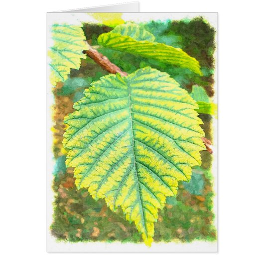 Elm Leaf in Autumn Cards (Front)