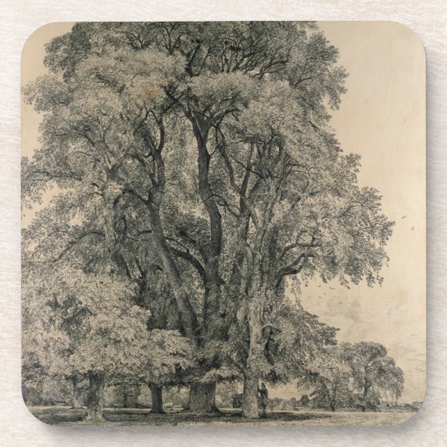 Elm trees in Old Hall Park, East Bergholt, 1817 (p Beverage Coaster (Front)