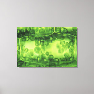 Elodea Plant Cells Canvas Print