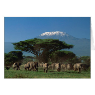Elphants of Mt.Kilimanjaro