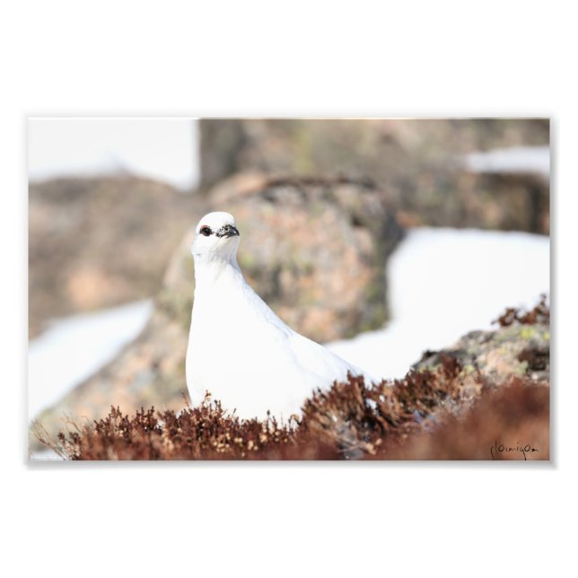 Elusive Ptarmigan Photo Print (Front)