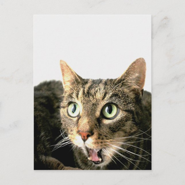 Elvis Postcard (Front)