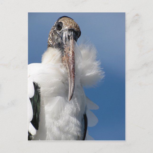 Elvis - The Wood Stork Postcard