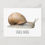 Email Snail Postcard at Zazzle
