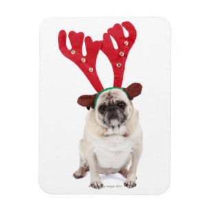 Embarrassed looking Pug wearing Reindeer Antlers Magnet