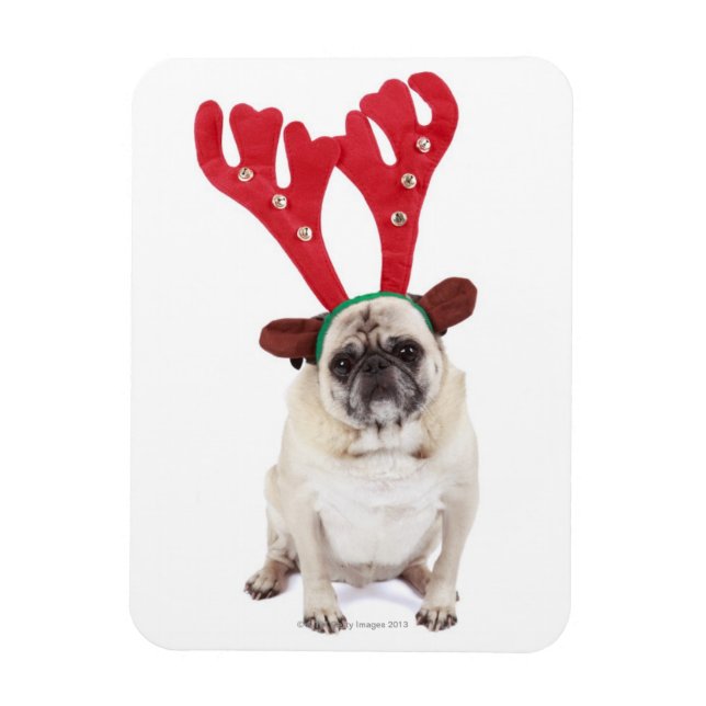 Embarrassed looking Pug wearing Reindeer Antlers Magnet (Vertical)
