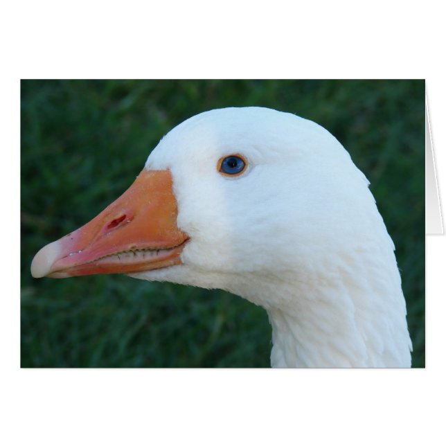 Embeden Goose Cards (Front Horizontal)