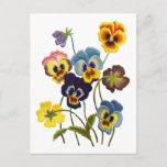 Embroidered Parade Of Pansies Postcard at Zazzle