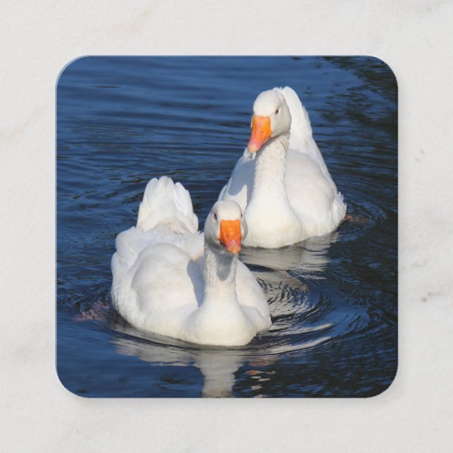 Emden Geese Square Business Card (Front)