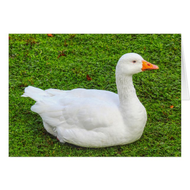 Emden Goose Cards (Front Horizontal)