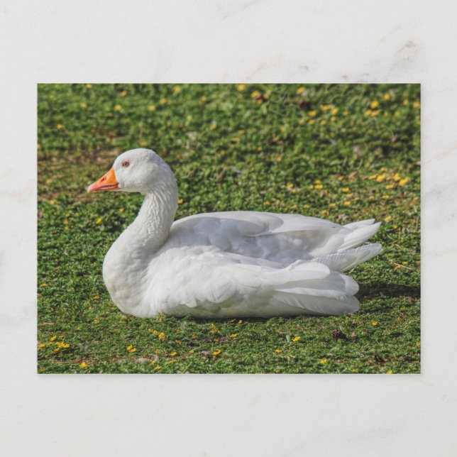 Emden Goose, Roath Park Lake, Cardiff, Wales. Postcard (Front)