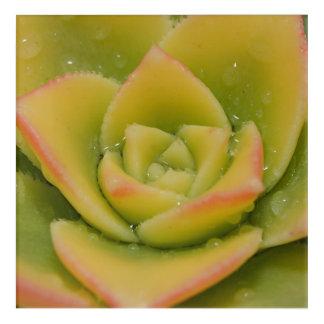 Emerald Bloom: Nature’s Liquid Jewel Acrylic Print