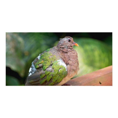 Emerald Dove Profile and Perch Card