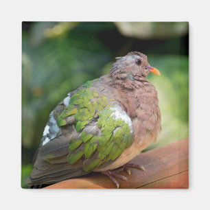 Emerald Dove Profile and Perch Magnet