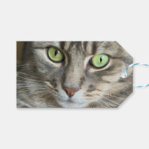 Emerald Eyes – Portrait of a Green-Eyed Cat