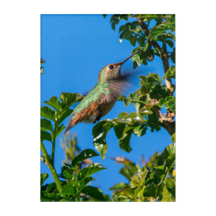 Emerald Flash: Hummingbird in Motion Acrylic Print
