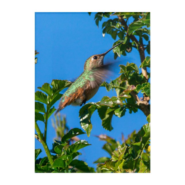 Emerald Flash: Hummingbird in Motion Acrylic Print (Front)