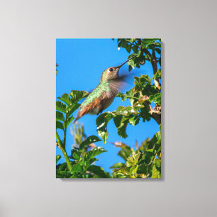 Emerald Flash: Hummingbird in Motion Canvas Print