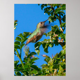 Emerald Flash: Hummingbird in Motion Poster