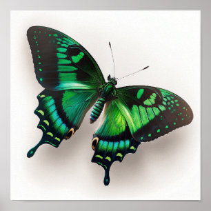 Emerald Green Butterfly Art Print Poster