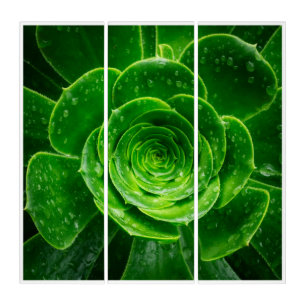 Emerald Succulent Triptych Art Nature Print Set
