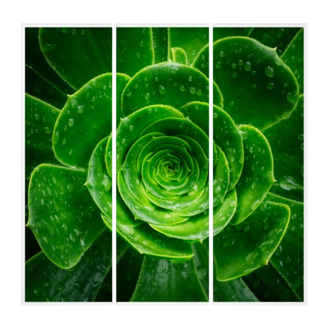 Emerald Succulent Triptych Art Nature Print Set (Front)