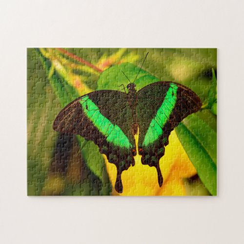 Emerald Swallowtail Butterfly Jigsaw Puzzle