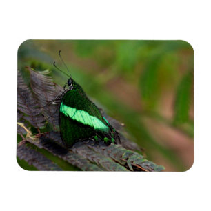 Emerald Swallowtail butterfly Magnet