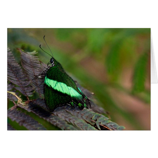 Emerald Swallowtail Cards (Front Horizontal)