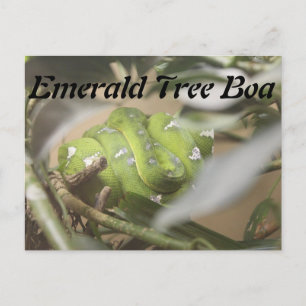 Emerald Tree Boa # 1 Postcard