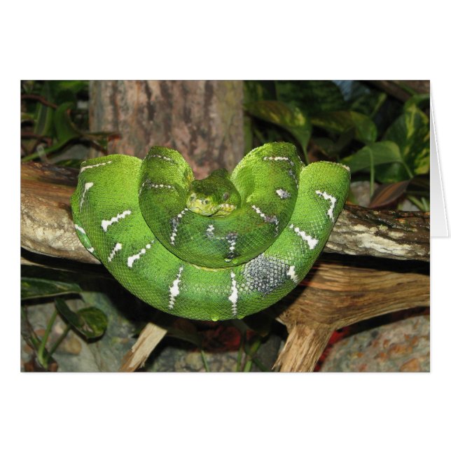 Emerald Tree Boa Snake Card (Front Horizontal)
