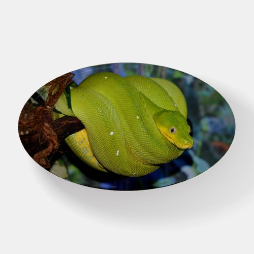 Emerald Tree Boa Snake Paperweight