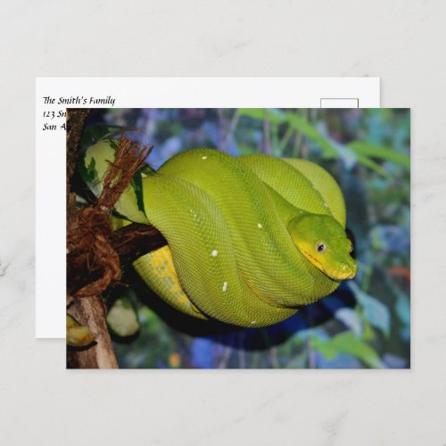 Emerald Tree Boa Snake Postcard