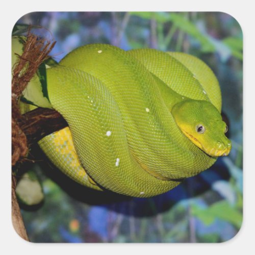 Emerald Tree Boa Snake Square Sticker
