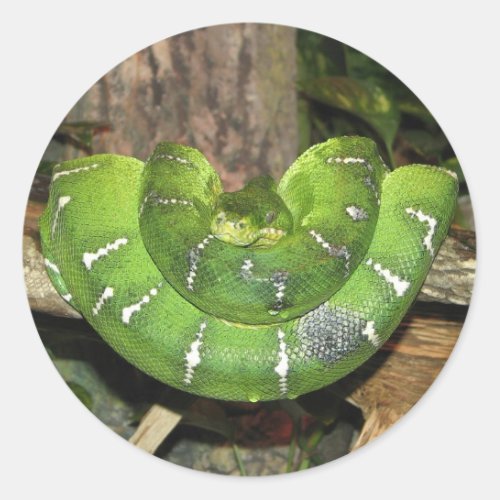 Emerald Tree Boa Snake Sticker