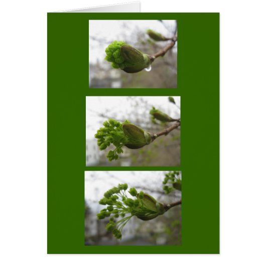 Emergence of spring cards (Front)