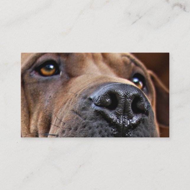 Emergency Pet Alert Cards for Pet Owners (Front)