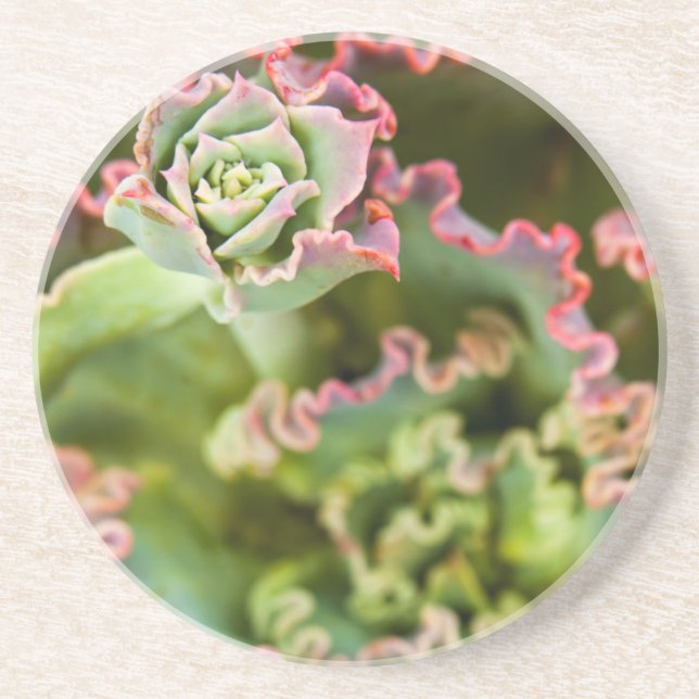 Emerging bud of an Echeveria Plant Coaster (Front)
