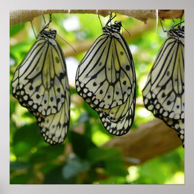 Emerging From Cocoons Poster (Front)