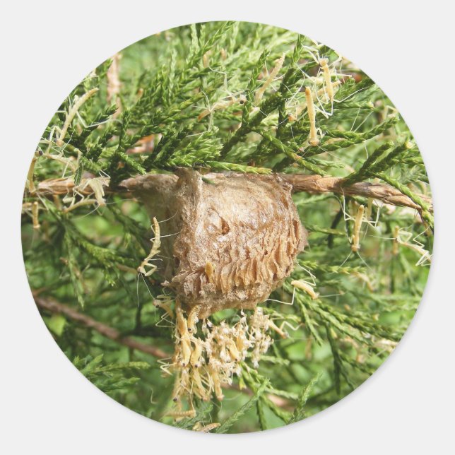 Emerging Mantis ~ sticker (Front)