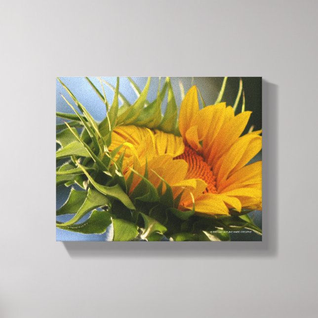 Emerging Sunflower Canvas Print (Front)