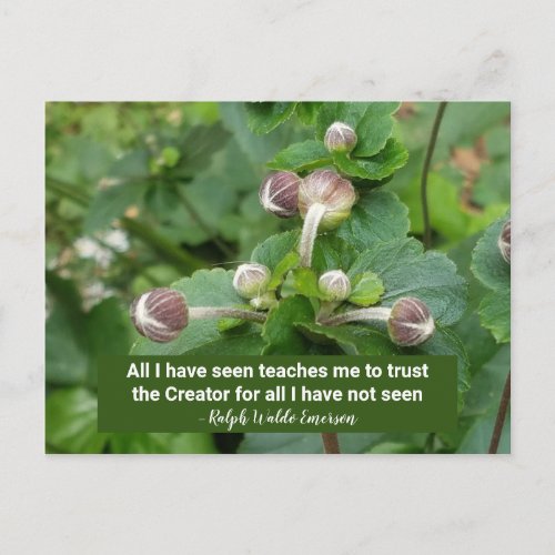 Emerson Quote Flower Buds Faith Trust the Creator Postcard