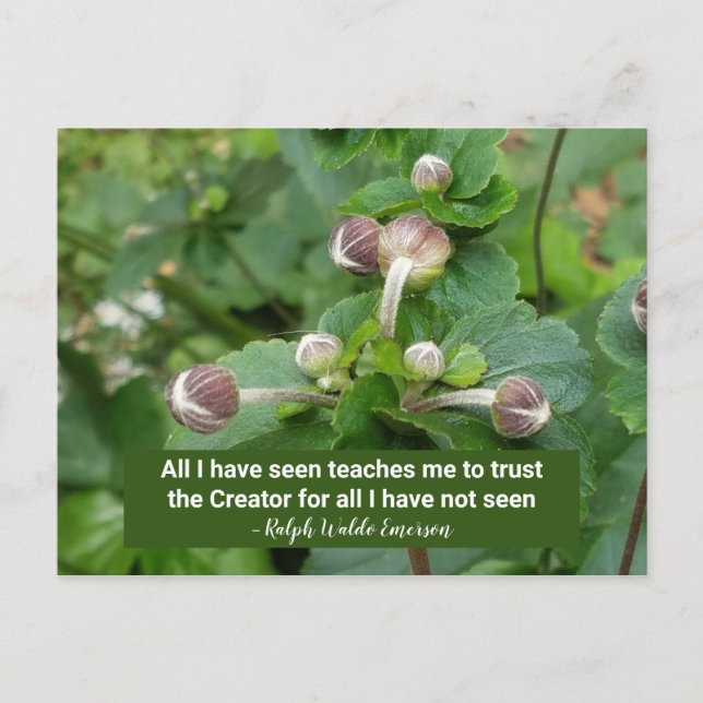 Emerson Quote Flower Buds Faith Trust the Creator Postcard (Front)