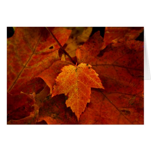 Emery's Porch III Cards (Front Horizontal)