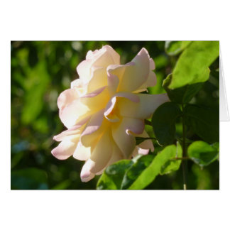 Emily's Rose Cards