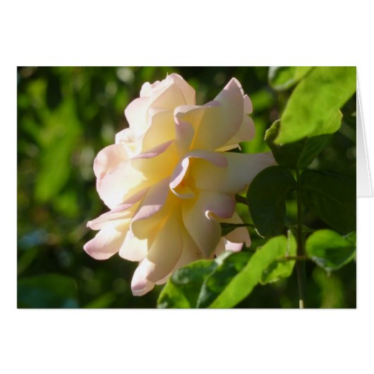 Emily's Rose Cards (Front Horizontal)