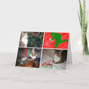 EMMA MBX5 Cards
